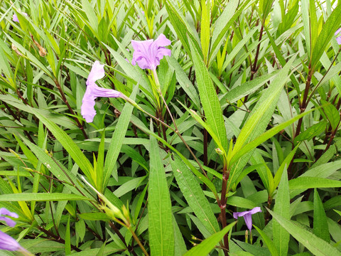 蓝花