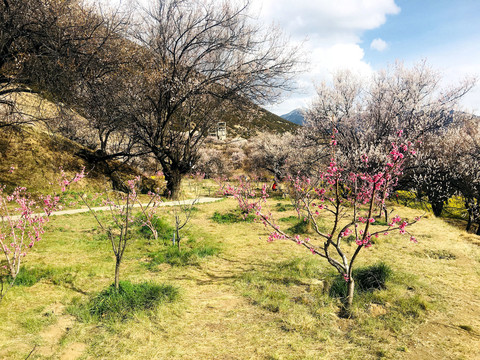 林芝的桃花