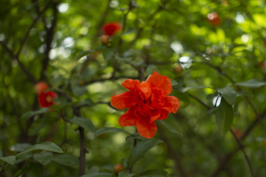 石榴花