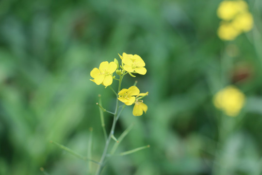 一朵油菜花