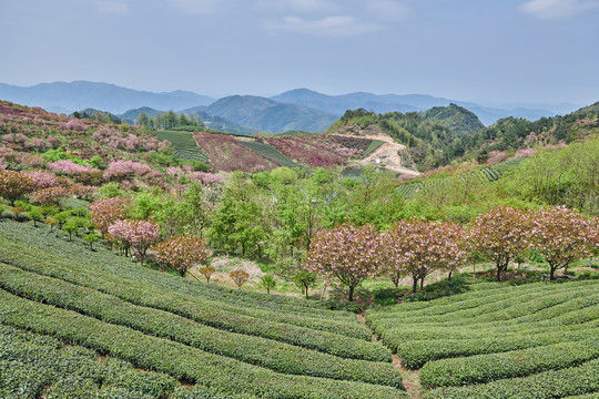 四明山大岚茶园