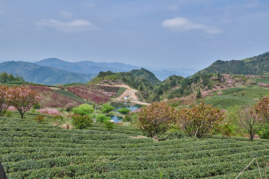 四明山大岚茶园