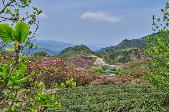 四明山大岚茶园