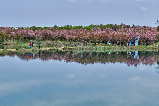 余姚大岚上马岗樱花林