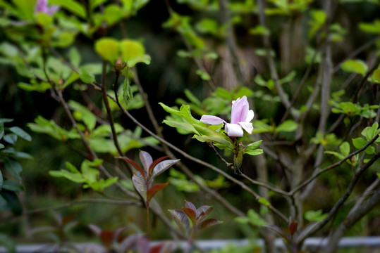 花卉花开