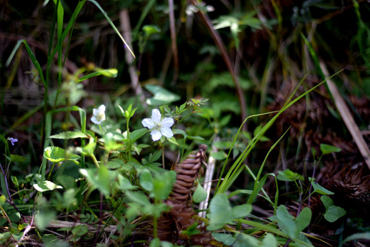 野草莓花