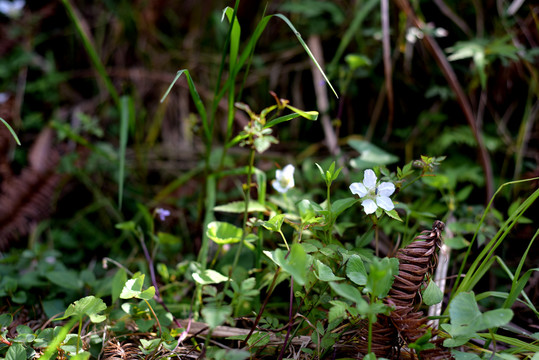 野草莓花