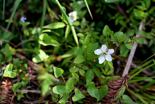 野草莓花