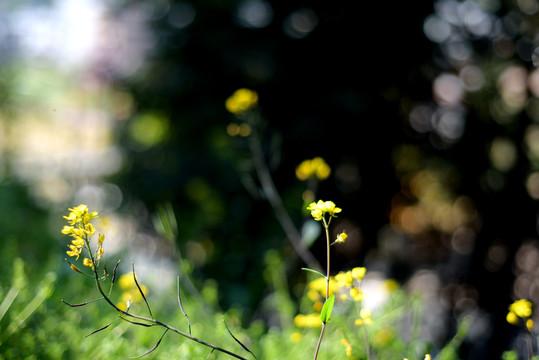 油菜花