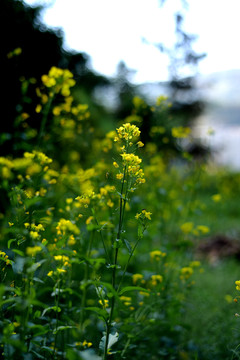 油菜花