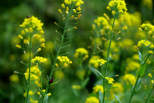 油菜花