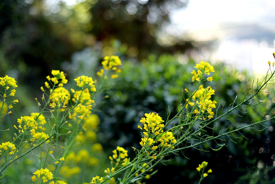 油菜花