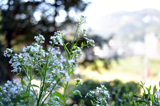 白色油菜花