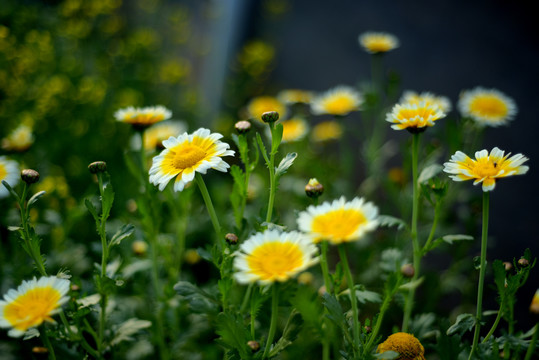 茼蒿花