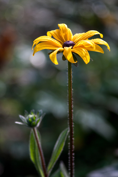 金光菊