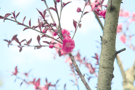 花卉壁纸