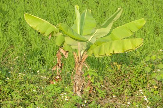 一颗小小的香蕉树