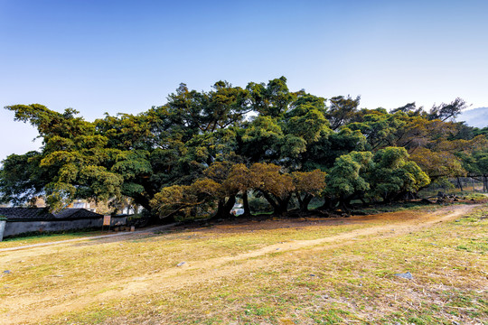 百年榕树福建杨家溪