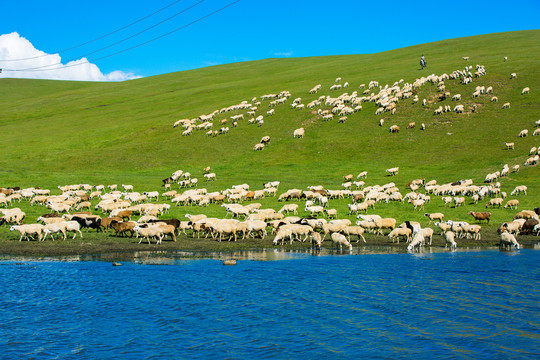 丘陵草原羊群河流