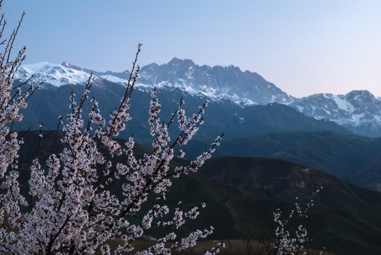 野杏花