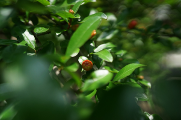 石榴花石榴树