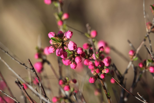 花蕾