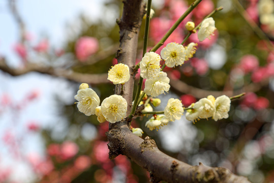 梅花