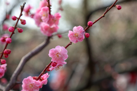 梅花