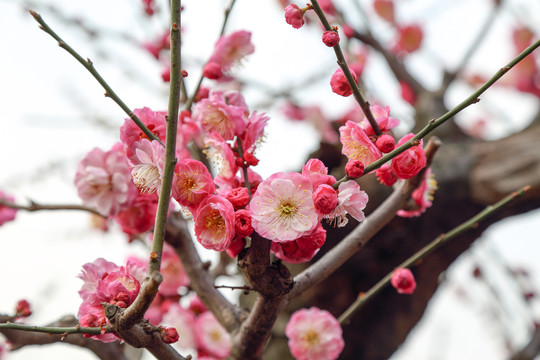 梅花红梅