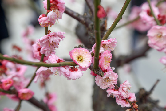 梅花红梅