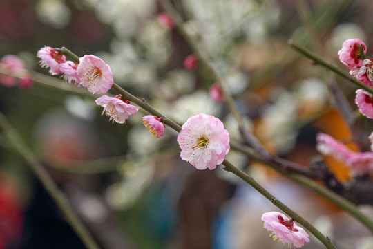 梅花红梅