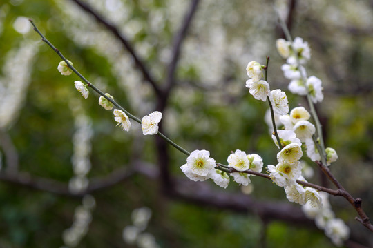 梅花