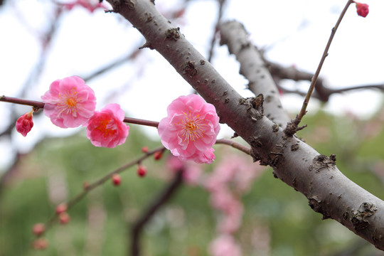 梅花红梅