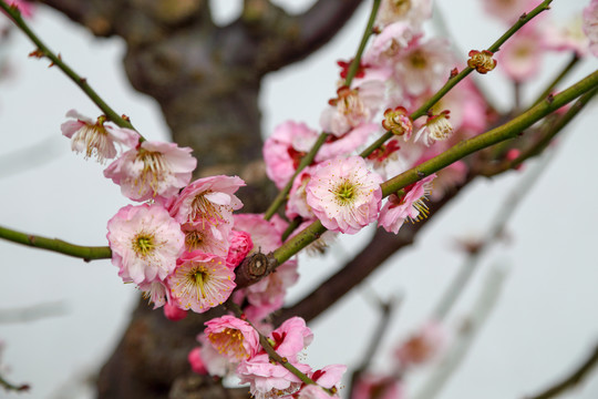 梅花红梅