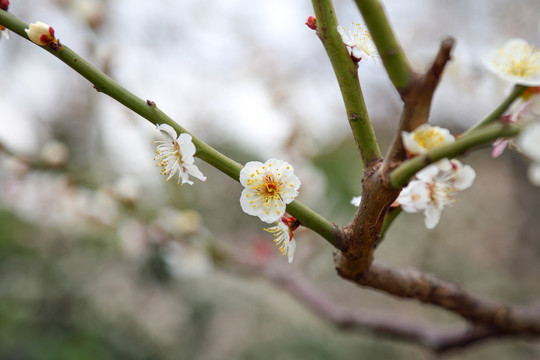 梅花