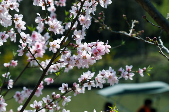 桃花