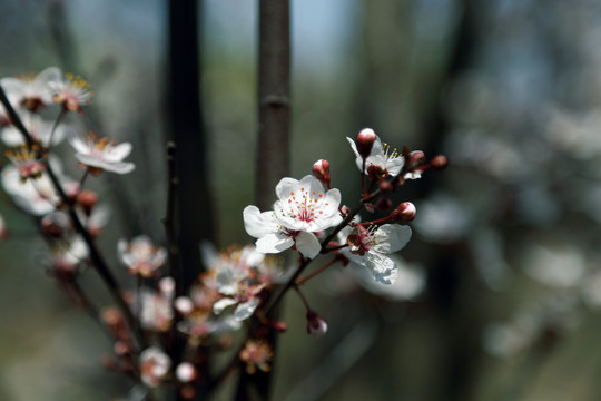 樱花