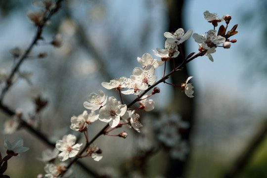 樱花