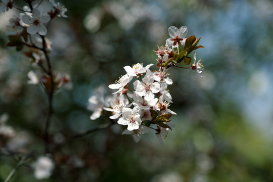 樱花