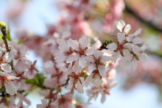 樱花