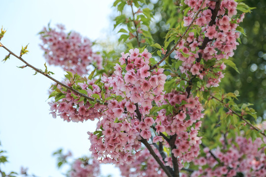 樱花