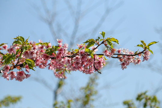 樱花