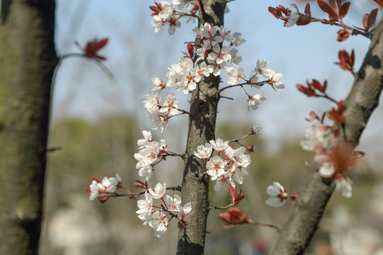 樱花