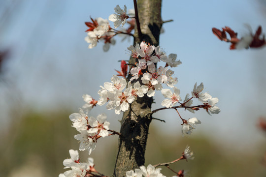 樱花