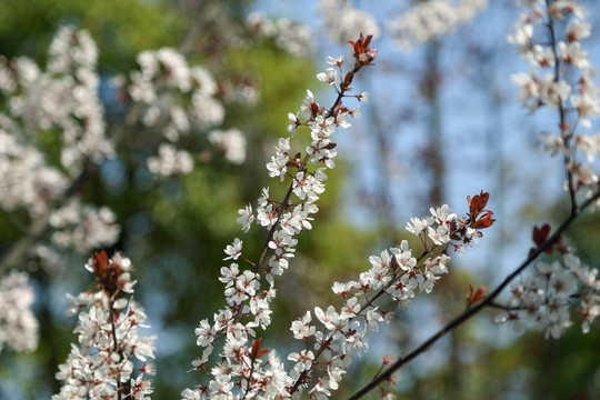 樱花