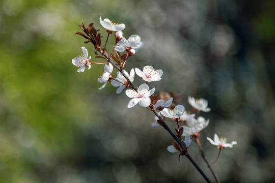 樱花