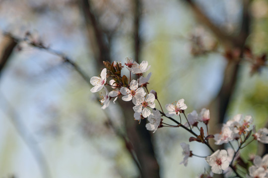 樱花