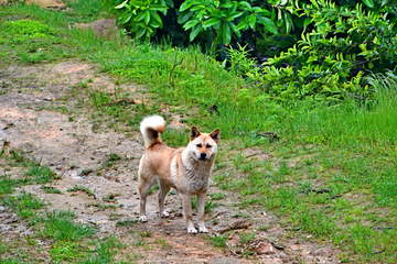 乡村土狗