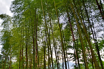 竹林风景