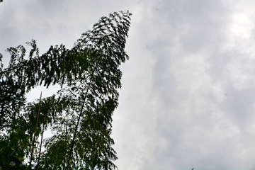 竹枝天空